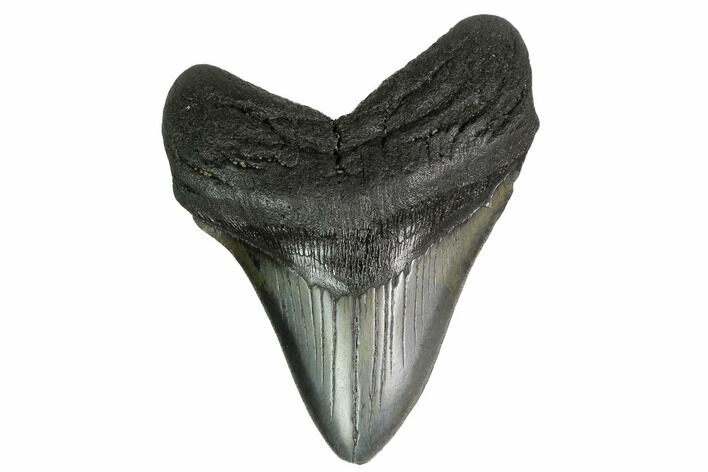 Fossil Megalodon Tooth - Georgia #151530
